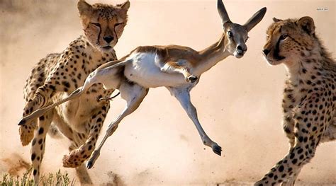 Gazelle Running From Cheetah