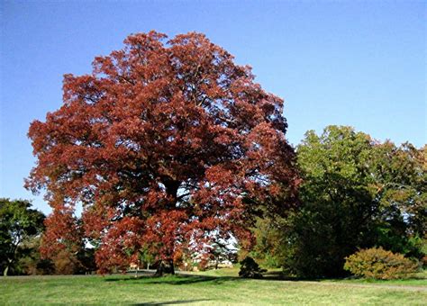 Swamp White Oak Tree in the Fall. | White oak tree, Landscape, Trees to ...