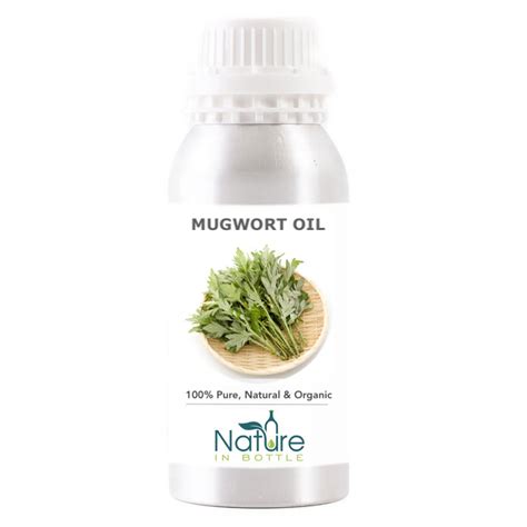 Mugwort Essential Oil Organic - Artemisia Vulgaris Wormwood