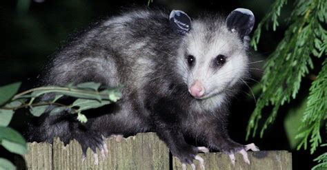 Do Possums Eat Ticks? According to Science, It's Complicated - A-Z Animals