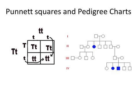 PPT - The Basics of Genetics…the passing of traits PowerPoint ...