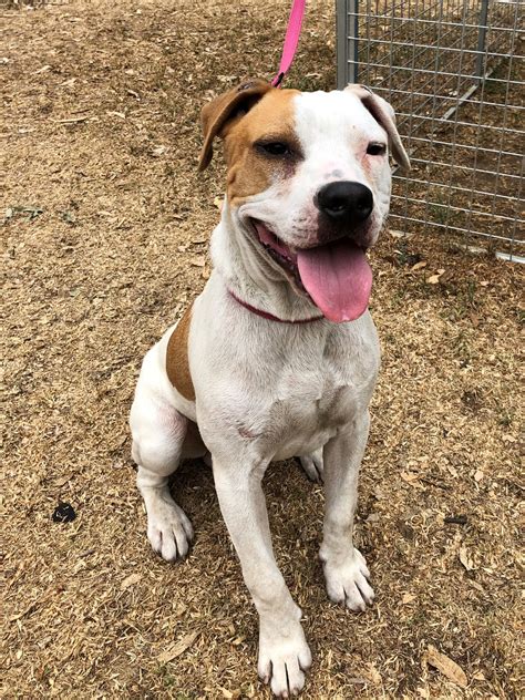 Tucker - Medium Male Staffordshire Bull Terrier x American ...