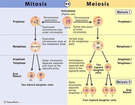 Mitosis Flow Diagram