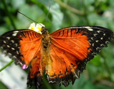 Red Lacewing Butterfly