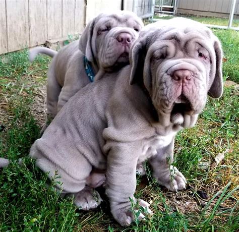 Neapolitan Mastiff puppies : r/aww