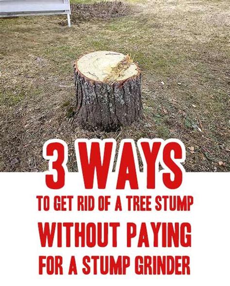 How Much Does Removing A Tree Stump Cost