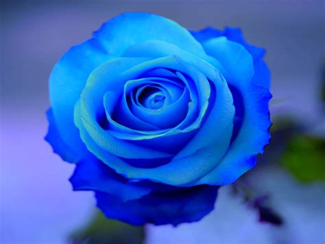 Blue Roses wallpaper | 1600x1200 | #66284