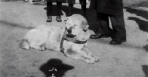 Rare Photos Of Hachiko Patiently Waiting For His Owner Have Surfaced ...