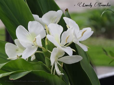 White ginger lily - Hedychium coronarium