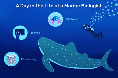 Marine Biologist Job Description: Salary, Skills, & More