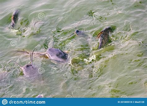 Walking Catfish and Siamese Carp in Pond Stock Photo - Image of ...