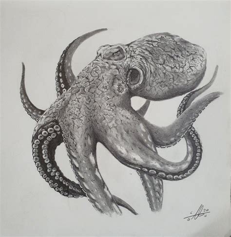 Dibujo pulpo | Octopus, Animals