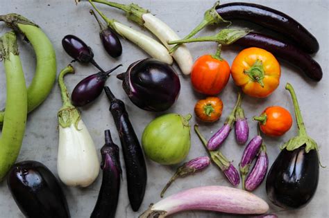 Eggplants Have a Weird, Dysfunctional Family. Come Meet Them ...