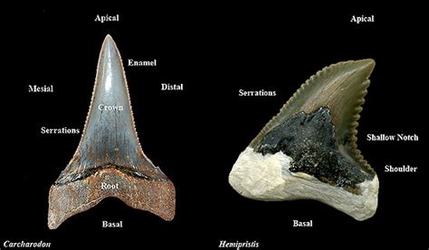 Shark Tooth Identification Chart