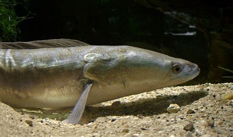 Giant Snakehead Fish - US Invasive Species | Soapboxie