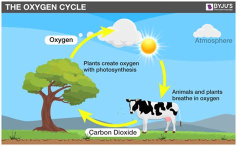 Describe the Oxygen/carbon Dioxide Cycle Using Plants and Animals ...