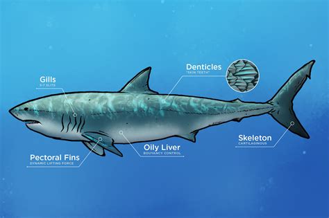 Great White Shark Anatomy Diagram