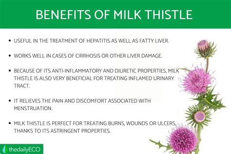 Benefits of Milk Thistle - Properties, Uses, Main Characteristics and ...