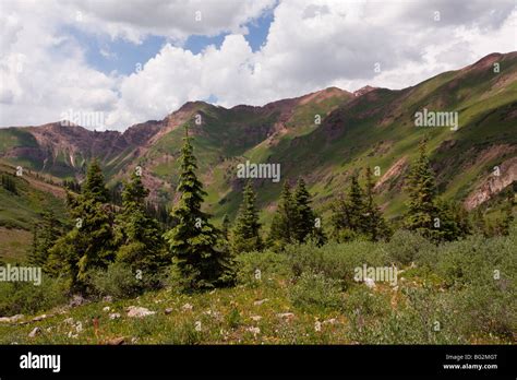 Krummholz or Krumholtz formation of Engelmann Spruces at high altitude ...