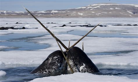 The Narwhal: Species Facts, Info & More | WWF.CA