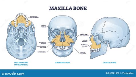 Maxilla Bone Detailed Structure And Facial Skeleton Anatomy Outline ...