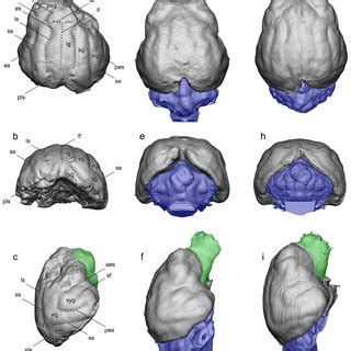 The natural brain endocast of Lynx sp. (Ingarano, Italy, ING 1989/13 ...