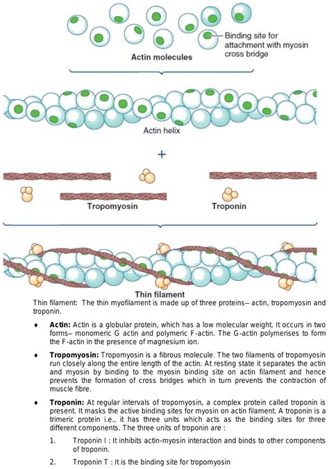 Show the structure of actin?