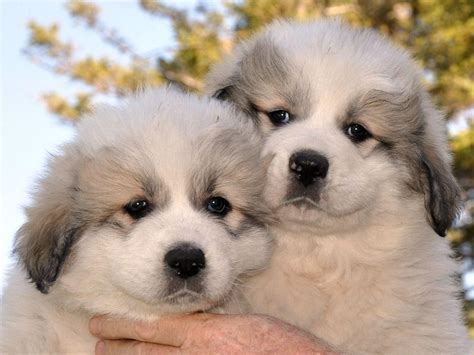 Great Pyrenees Puppies For Sale | LaMoure, ND #123847