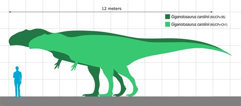 Giganotosaurus Vs Carcharodontosaurus Size