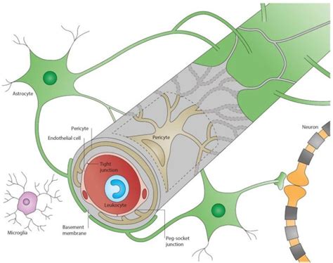 Blood brain barrier function - mumusolar