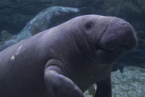 Manatee body hair is really, really sensitive scientists say! | Manatee ...