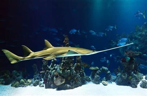 Sawfish - Description, Habitat, Image, Diet, and Interesting Facts