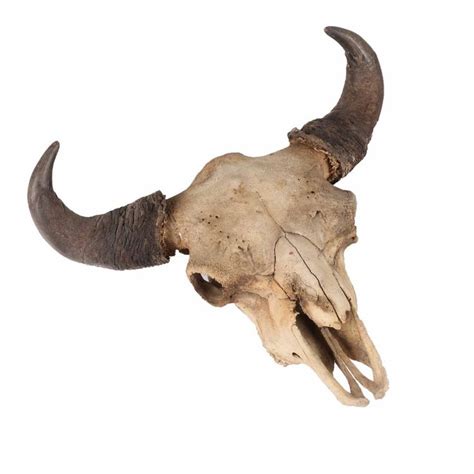 American Bison Skull with Large Horns