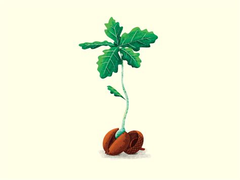 Growing Oak by Erikas on Dribbble