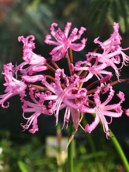 Nerines | Nerine Bowdenii bulbs | Gold Medal winning Harts Nursery