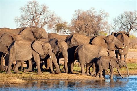 Best African Safari Tours: Our Top 10 Picks | Go2Africa