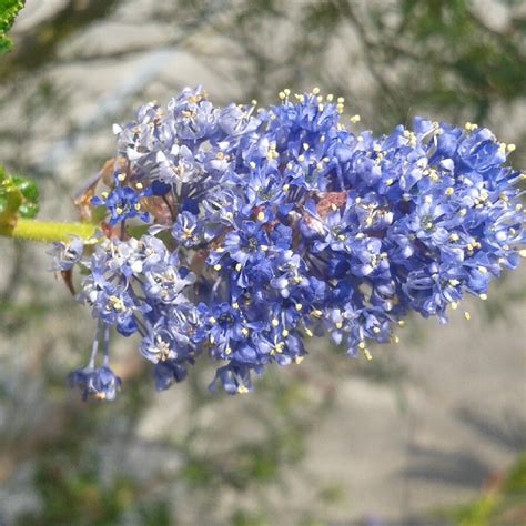 Ceanothus 'Puget Blue', Californian Lilac 'Puget Blue' - uploaded by @prod