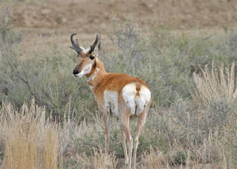 Pronghorn Antelope Free Stock Photo - Public Domain Pictures