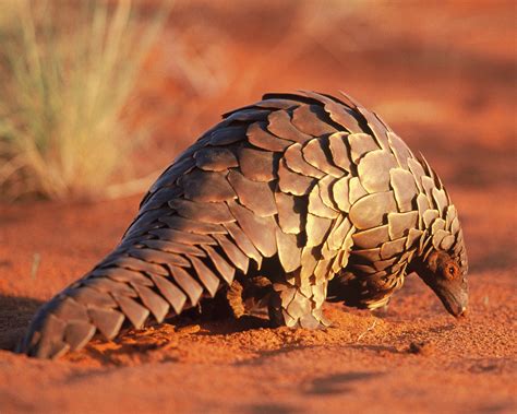 Everything You Need To Know About Pangolin Poaching - India's Endangered