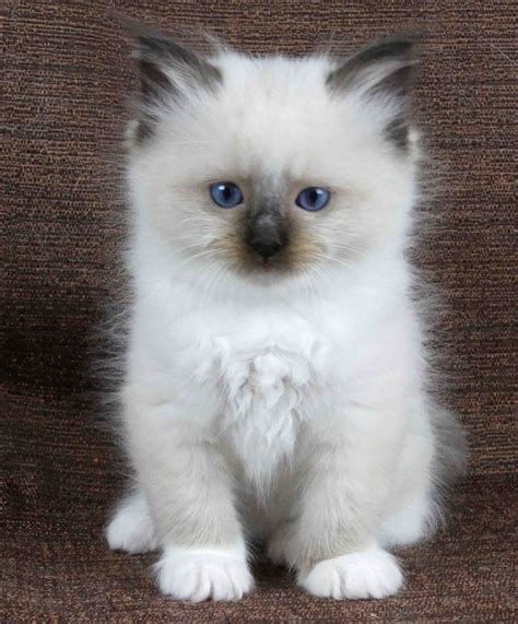 White Fluffy Kitten Breed | Ten Ways On How To Prepare For White Fluffy ...