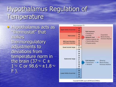 PPT - Thermoregulation PowerPoint Presentation - ID:269735