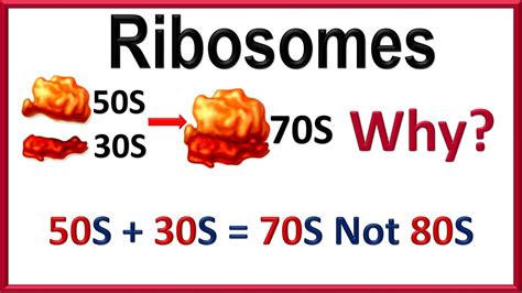 Why 50S + 30S = 70S for Ribosomes? - YouTube