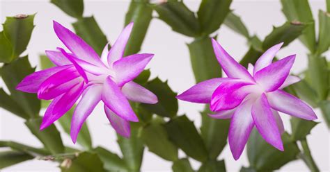 Keeping your Christmas cactus blooming