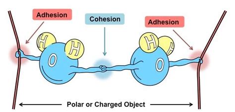 water cohesion and adhesion | Medical school stuff, Chemistry ...