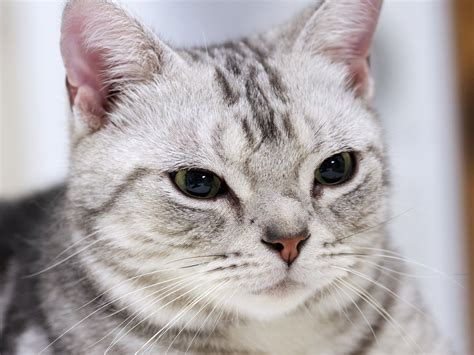 American Shorthair Cat | Fun Animals Wiki, Videos, Pictures, Stories