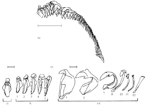 Radula of Astraea latispina: (10) half row of radula; scale: 0.5 mm ...