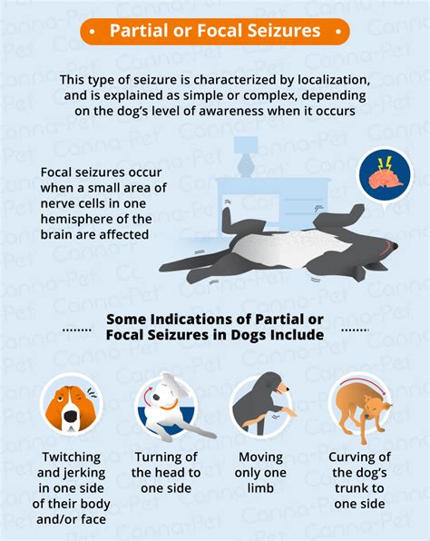 Types of Seizures in Dogs | Canna-Pet