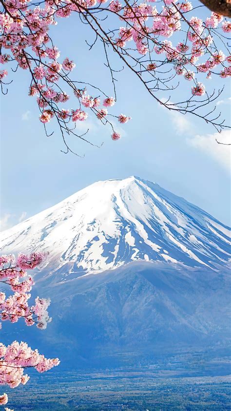 Mount Fuji Cherry Blossom