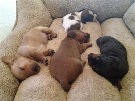 Dachshund puppies sleeping - Teh Cute