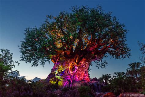 Tree of Life Awakenings to return to Disney's Animal Kingdom this fall